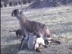 A rare hardcore zoo fetish scenario in which a beast pins down another and bangs it